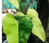 Looking to buy philodendron