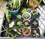 Cactus and Succulents/ Plant