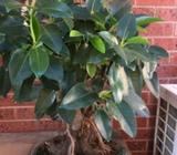Spectacular large Bonsai Port Jackson fig