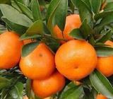afourer seedless mandarins trees