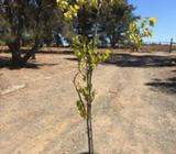Advanced White Mulberry Tree