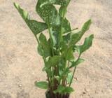 Zantedeschia Calla Lily