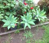 3 succulents plants to choose from