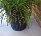 orchids CYMB Suave huge plant $400.00