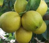 Fresh Juicy Garden Lime / Lemons - No pesticide
