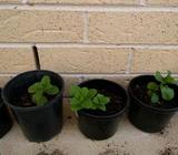 Mint plants