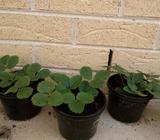 Strawberry plants