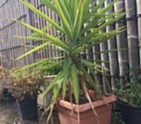 Yucca Plant
