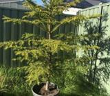 Bunya pine in 90 litre pot