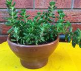 Succulent plants