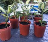 Dieffenbachias in 14 cm pots $7each