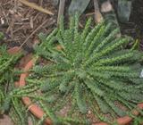 3 x Euphorbia caput medusae cacti in bowls