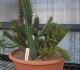 Euphorbia enopla cacti in bowl