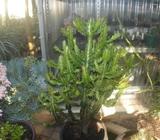 Euphorbia lactea cactus