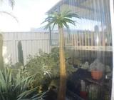 Pachypodium lamerei tree