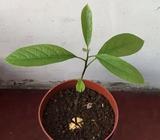 Avocado seedlings