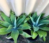 Agaves-Large
