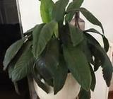 Large peace Lilly in porcelain Pot