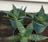 Aloe plants