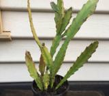 Epiphyllum ( orchid cacti)