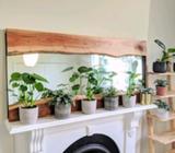 Monstera Deliciosa $25 each