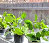 Beautiful hoya Australis in hoop for sale ✨