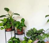 ✨Super bushy and Large Leaves Devils Ivy for sale✨