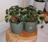 Ripple Peperomia Burgundy small indoor plants