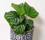 Calathea Orbifolia Exotic Indoor Plant