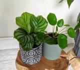 Calathea Orbifolia and Chinese Money indoor Plants!!
