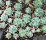 Succulents - Echeveria elegans 'snowbal' from $2ea