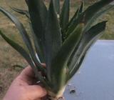 Agave plants 20cm