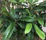 Loquat tree 150cm,fruiting tree