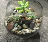 Natural Succulent plants in a glass jar