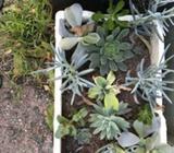 Box mix succulent plants