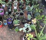 Mix succulent plants aloe geranium