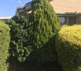 Mature Conifer Shrubs