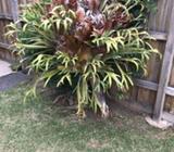 Staghorns / Elkhorns