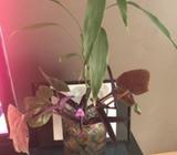 Lucky bamboo plants with glass vase