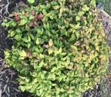 Nandina plants