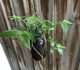 Hanging plants wandering Jew