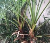 Cotton Palms