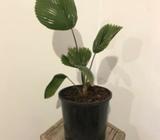 LICUALA ELEGANS fan palm indoor plant