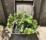 Treasure chest succulent arrangement
