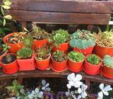 Cacti's- and succulents