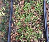 Tray of Cacti each- plenty more