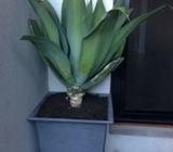 Succulent with pot