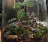 Terrarium