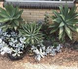 Mature Agaves