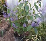 Plectranthus eclonii